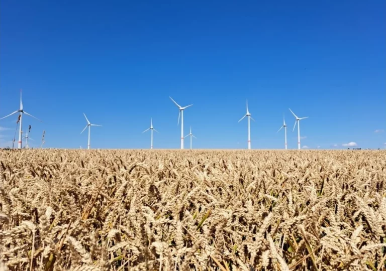 Windräder hinter einem Weizenfeld in Sachsen