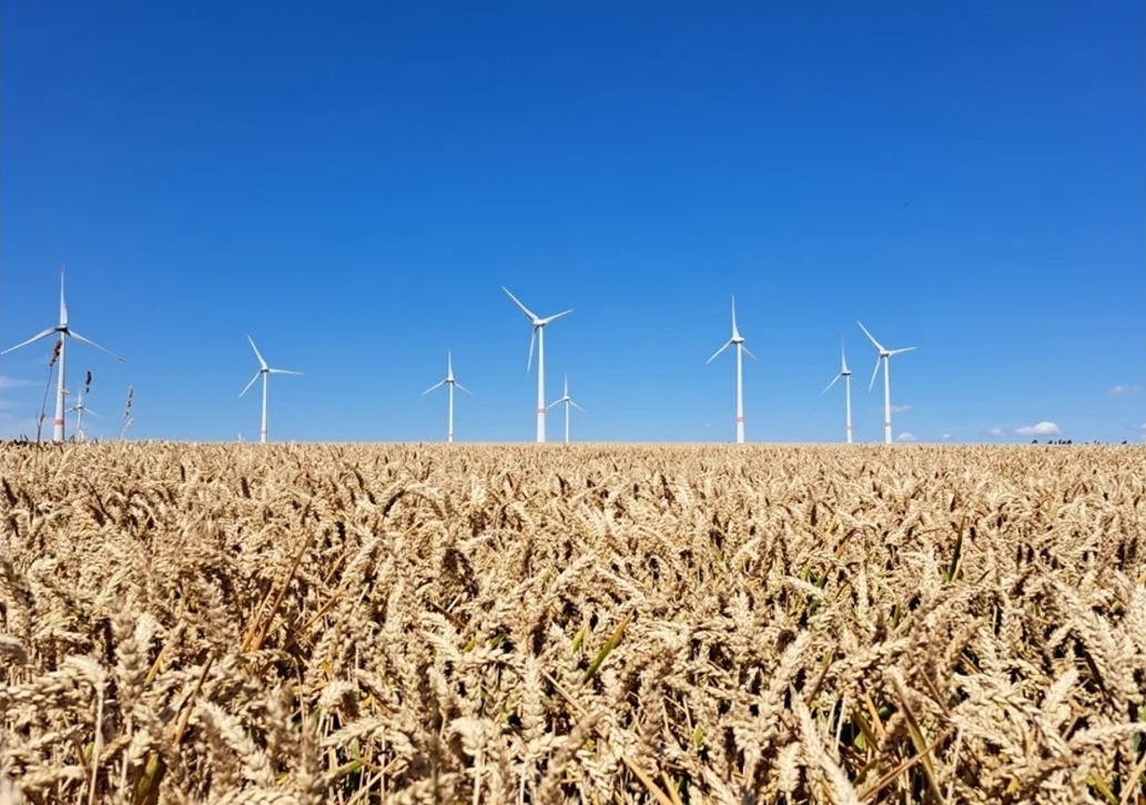 Windräder hinter einem Weizenfeld in Sachsen