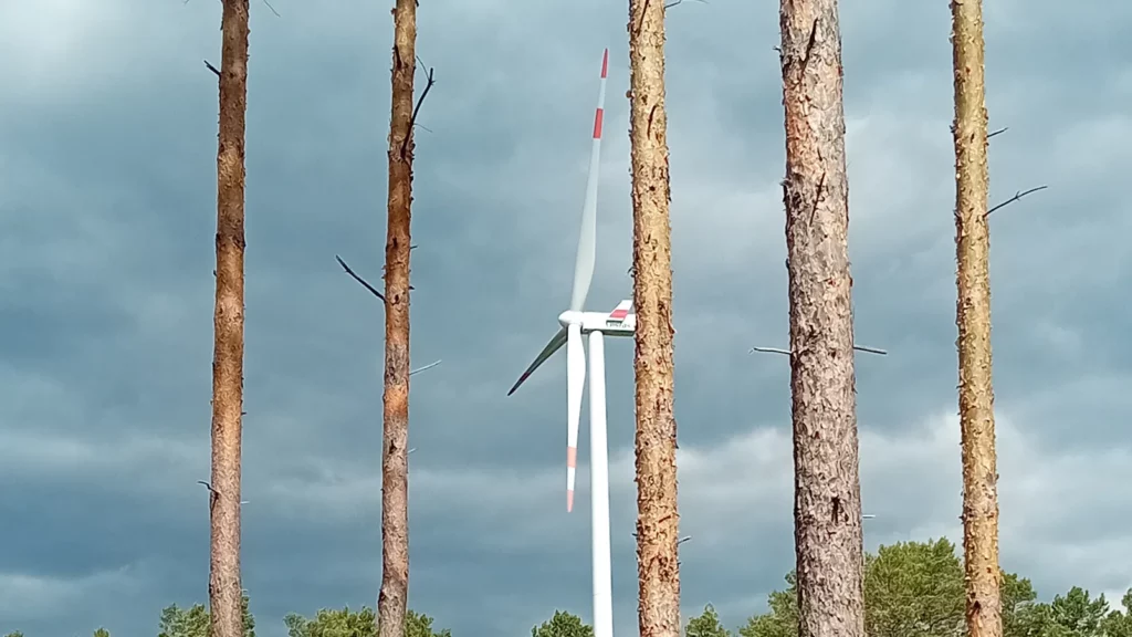 Ein sächsischer Förster will Windräder in jedem Wald prüfen lassen