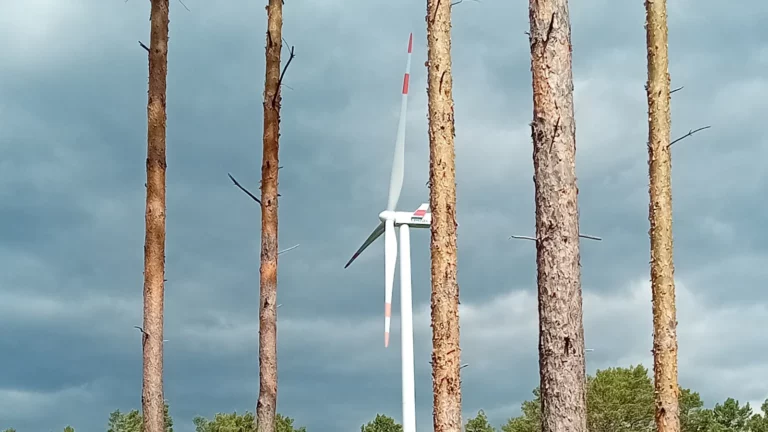 Ein sächsischer Förster will Windräder in jedem Wald prüfen lassen