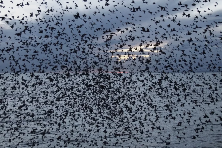 Vattenfall lässt tote Zugvögel am Offshore-Windrad zählen