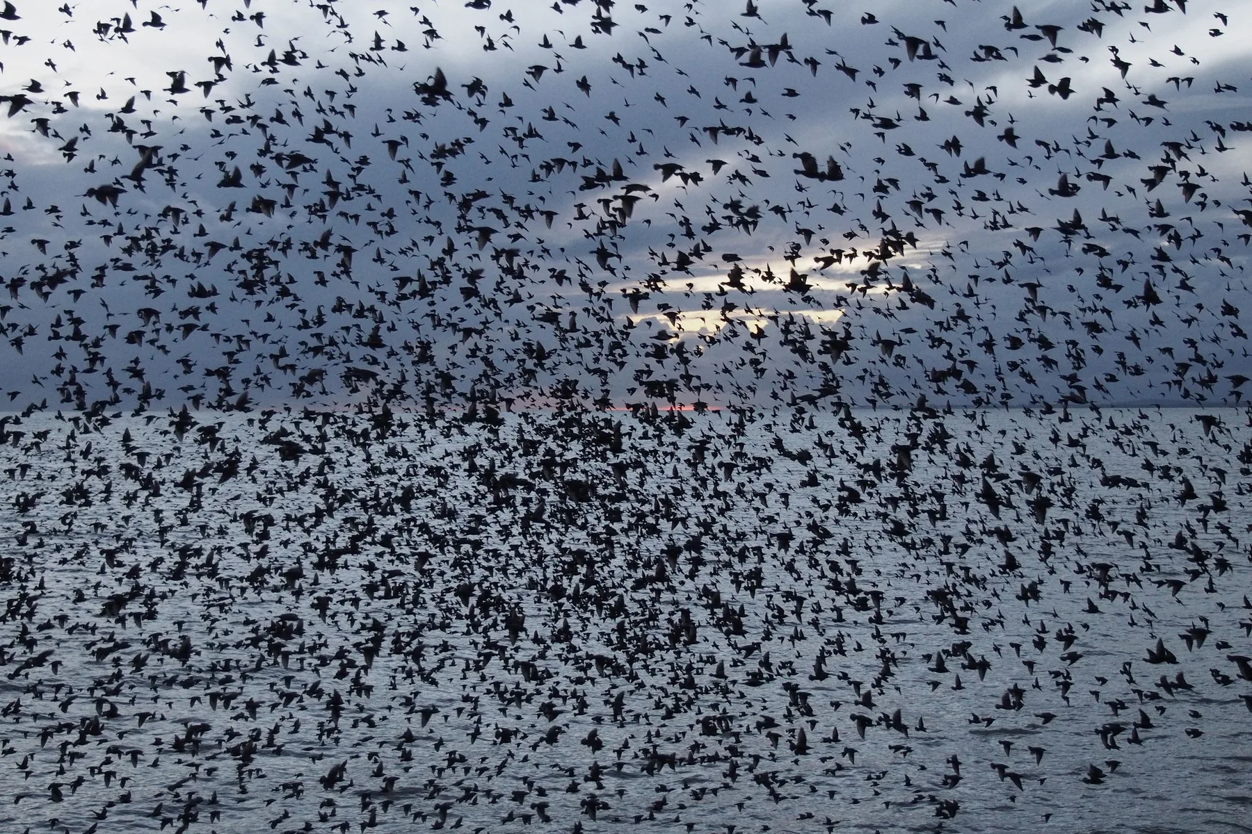 Starenschwarm über der Nordsee: Zugvögel überqueren das Meer meist nachts, dort stehen immer mehr Offshore-Windräder